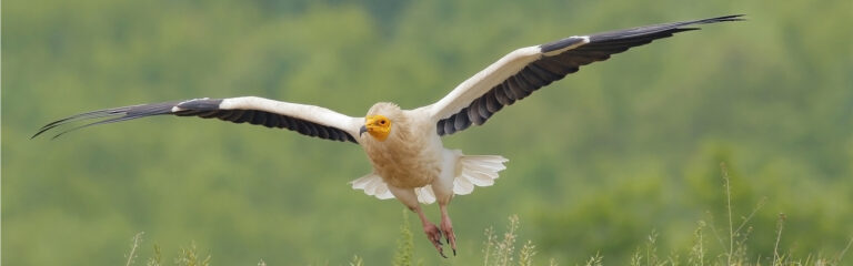 Νέοι Αιολικοί Σταθμοί στη Ροδόπη απειλούν τους γύπες και άλλα προστατευόμενα πουλιά