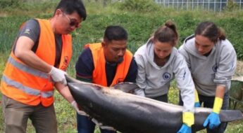 ΕΦΣΥΝ: Δικογραφία για τη θανάτωση τεσσάρων ζωνοδέλφινων