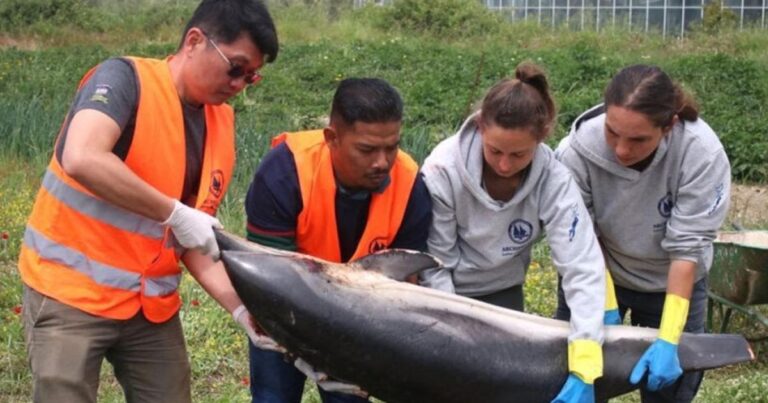 ΕΦΣΥΝ: Δικογραφία για τη θανάτωση τεσσάρων ζωνοδέλφινων