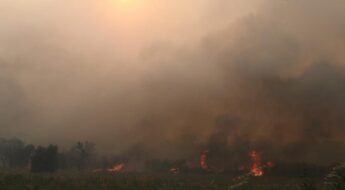 ΕΦΣΥΝ: Η πυρκαγιά ως ευκαιρία: αιολικά πάρκα σε περιοχή Natura στον Έβρο